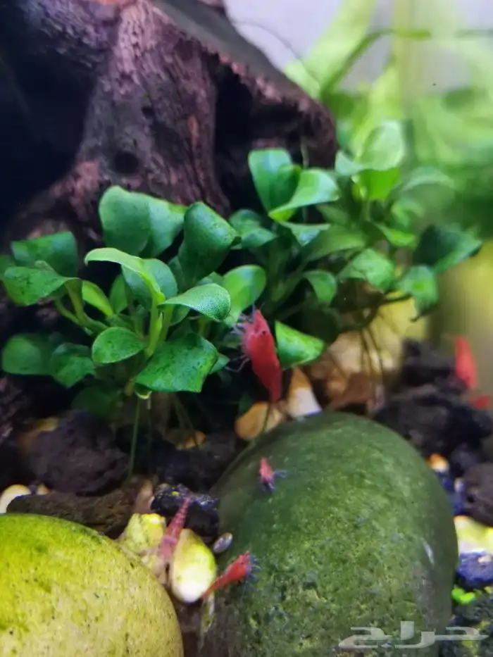 شيري شريمب cherry shrimp 4