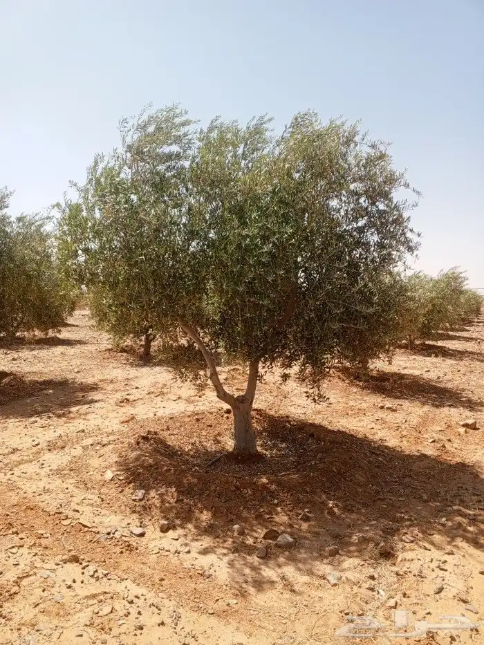 يوجد لدينا جميع انواع الزيتون المثمر لتواصل علا 6