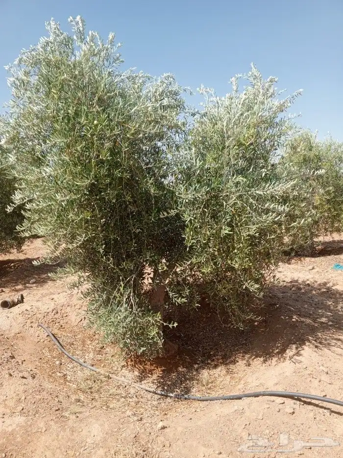 يوجد لدينا جميع انواع الزيتون المثمر لتواصل علا 3