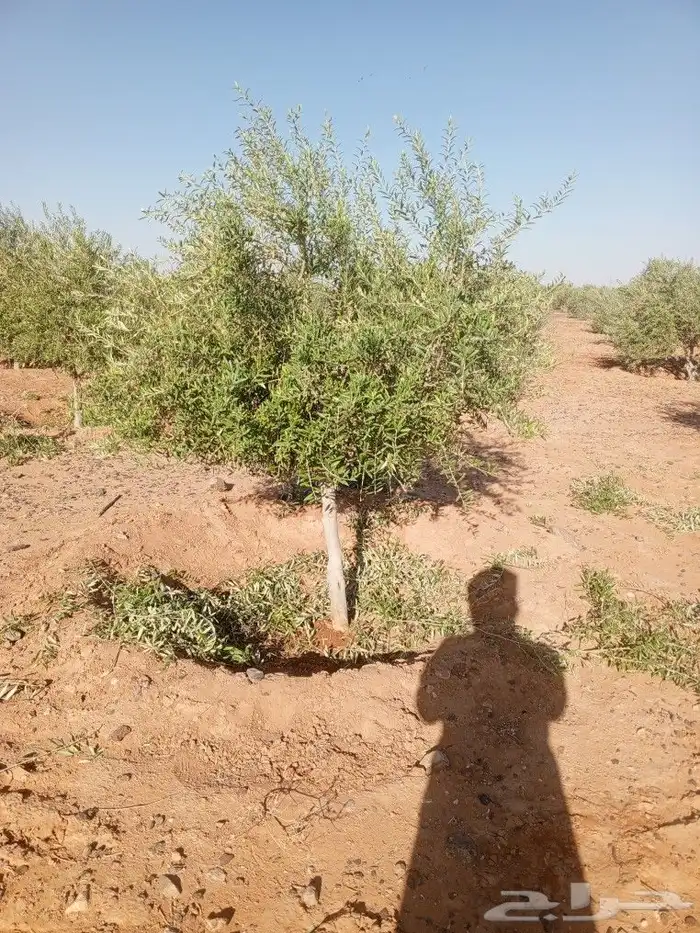 يوجد لدينا جميع انواع الزيتون المثمر لتواصل علا 1
