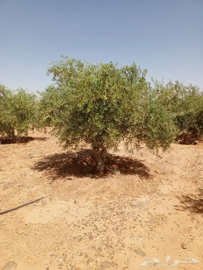 يوجد لدينا جميع انواع الزيتون المثمر لتواصل علا 4