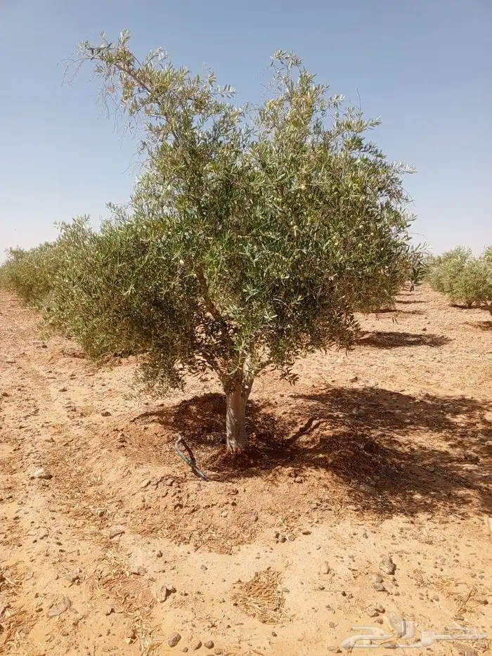 يوجد لدينا جميع انواع الزيتون المثمر لتواصل علا 5