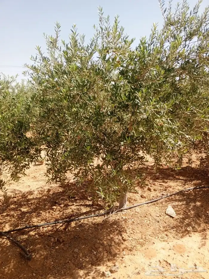 يوجد لدينا جميع انواع الزيتون المثمر لتواصل علا 9
