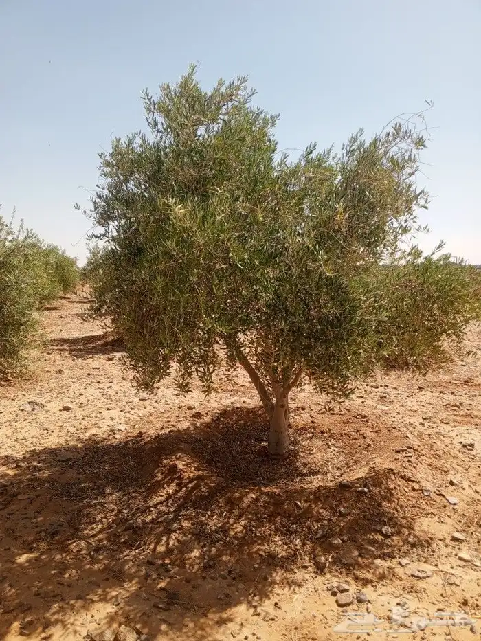 يوجد لدينا جميع انواع الزيتون المثمر لتواصل علا 2