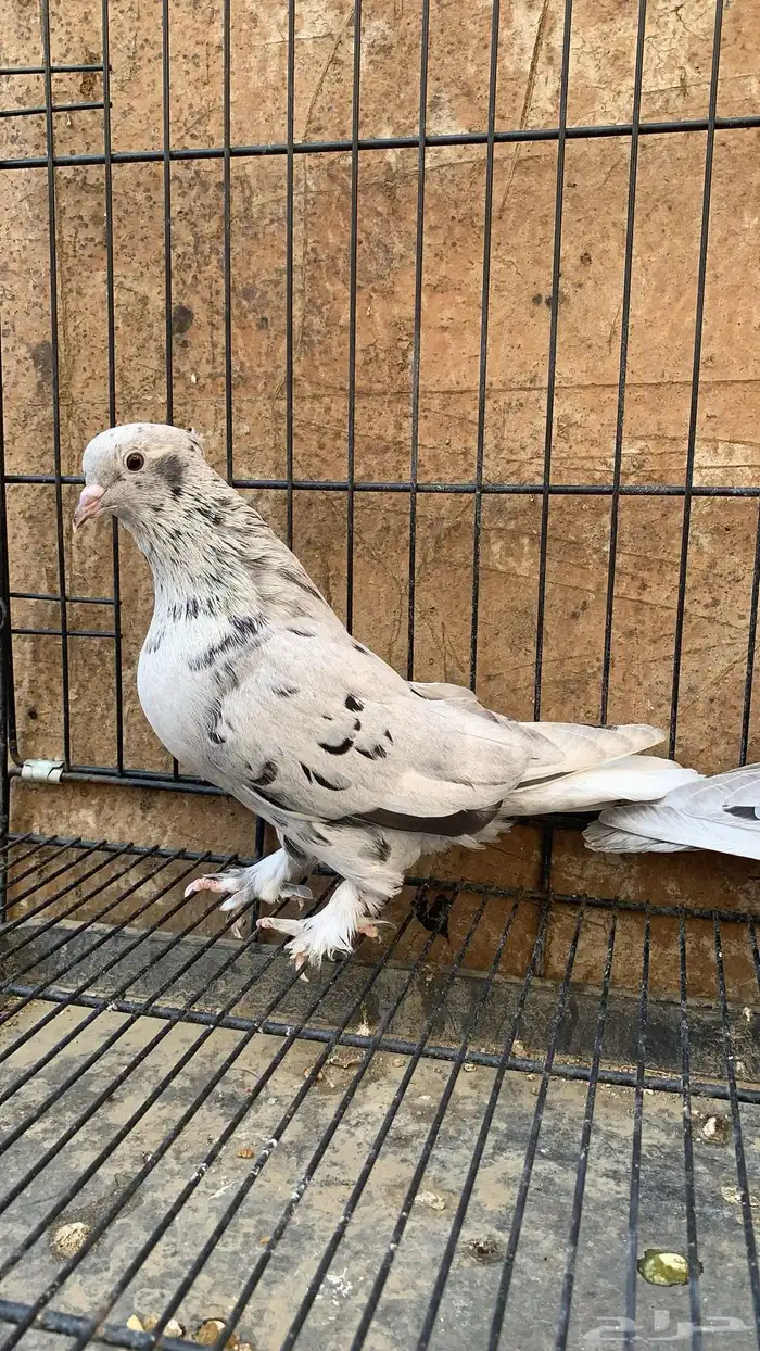 حمام ايراني 3