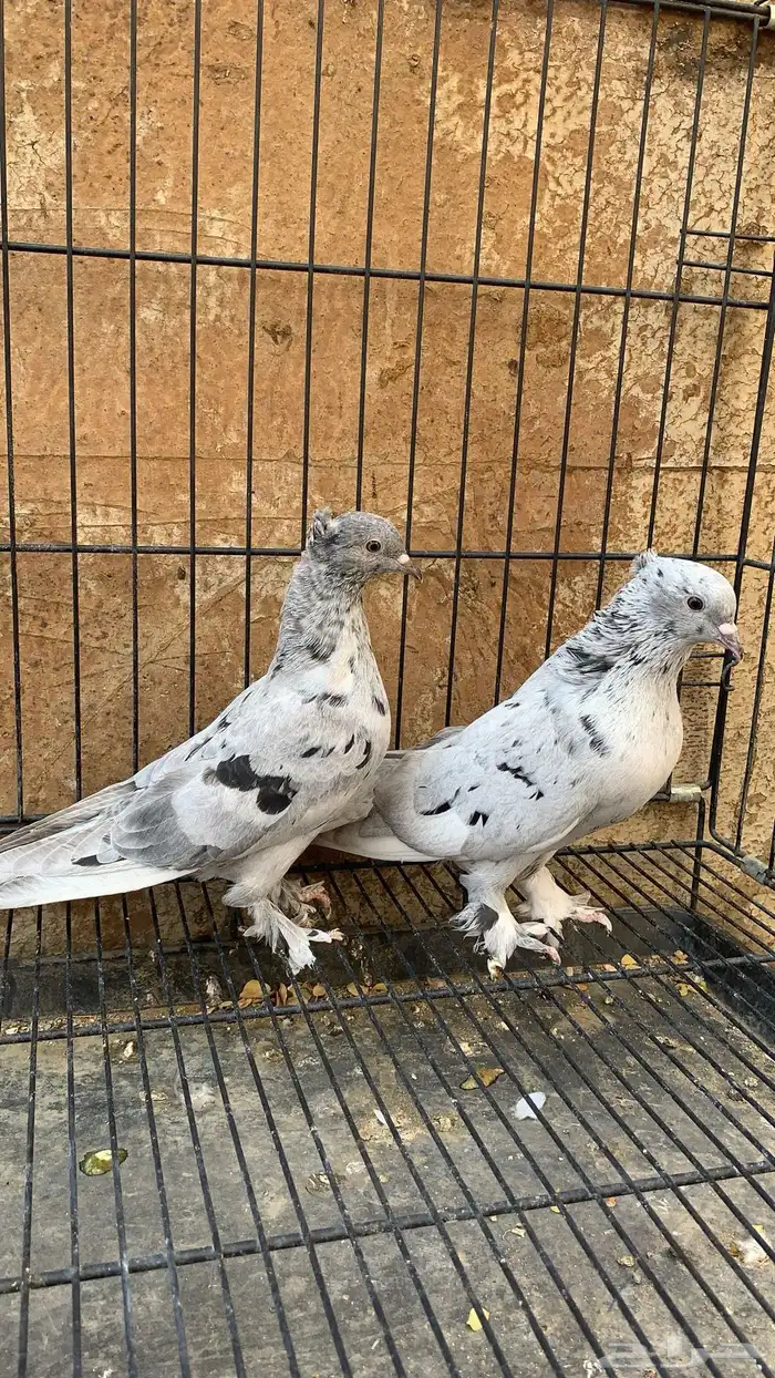 حمام ايراني 11