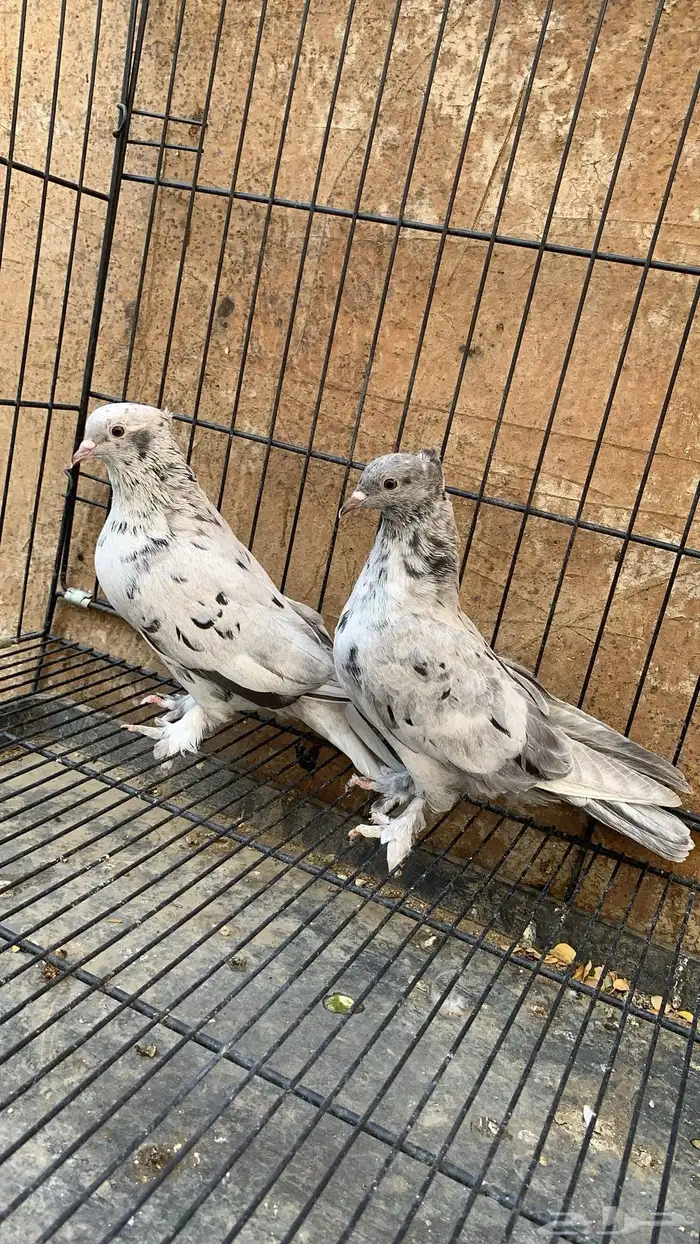 حمام ايراني 4