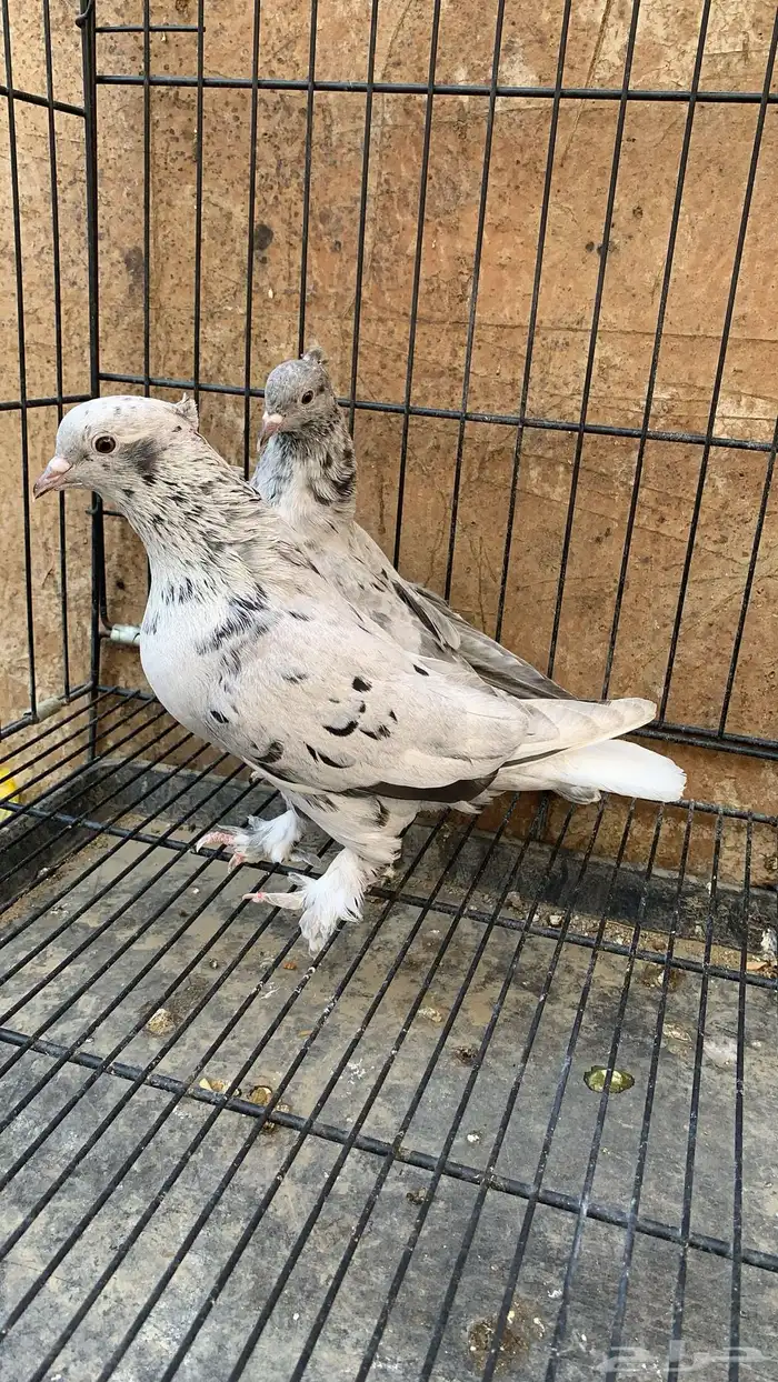 حمام ايراني 10