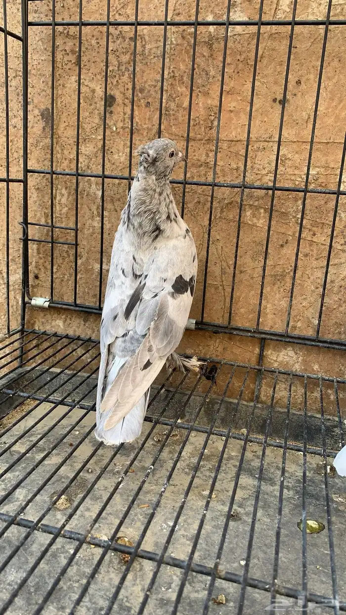 حمام ايراني 2