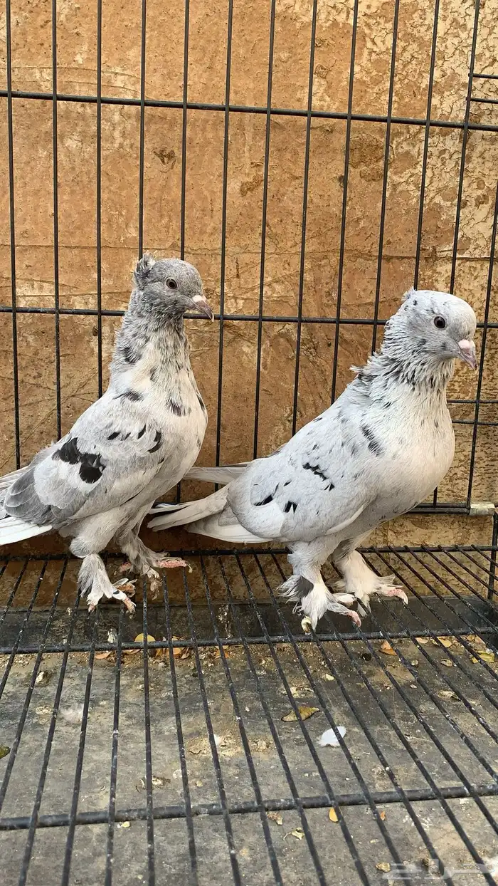 حمام ايراني 12