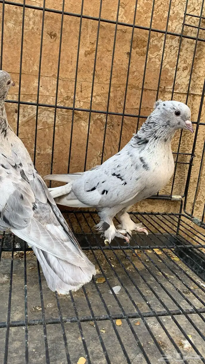 حمام ايراني 0