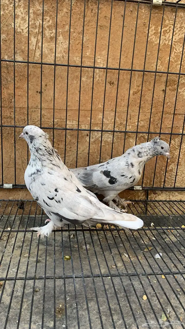 حمام ايراني 1