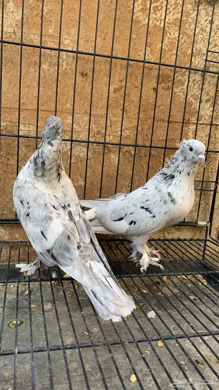 حمام ايراني 8