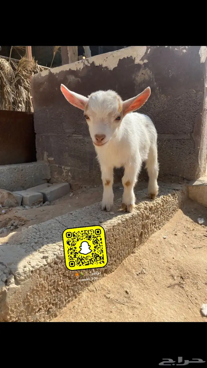 ماعز قزم 1