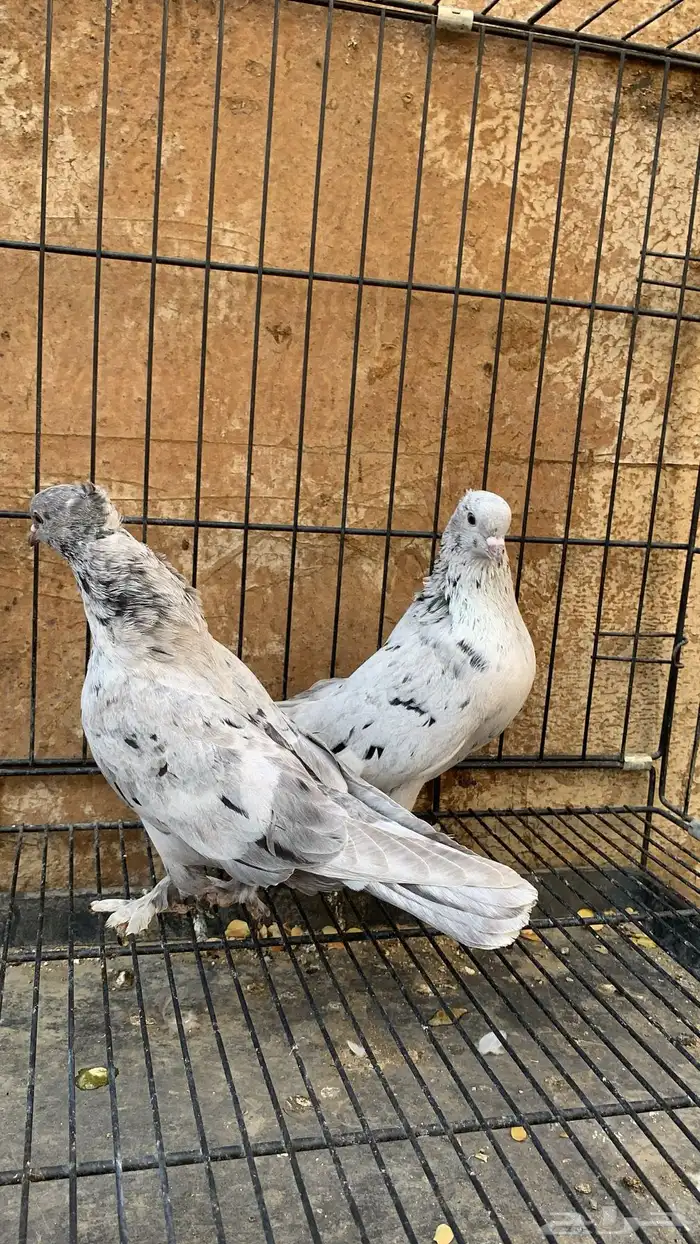 حمام ايراني 6