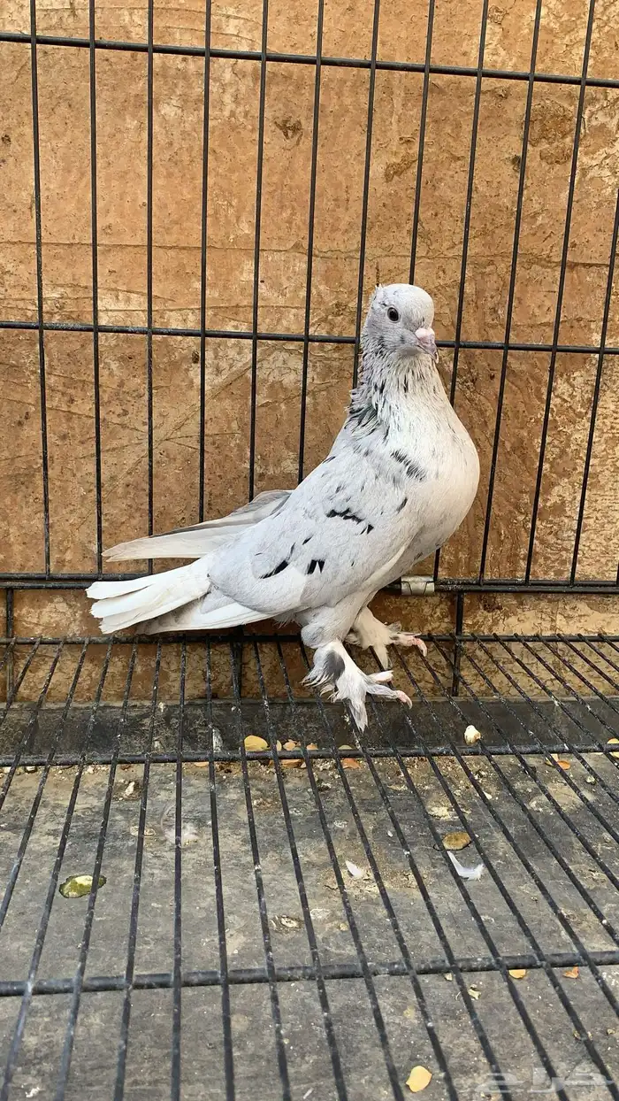 حمام ايراني 5