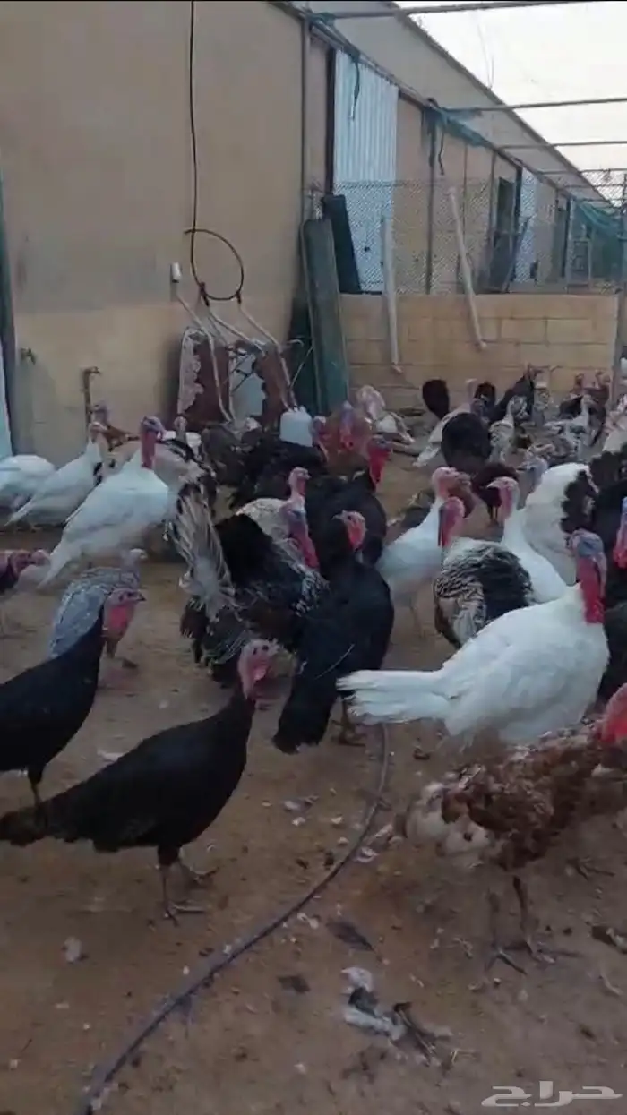 دجاج رومي بشائر وبياض وديوك رومي للذبح 6