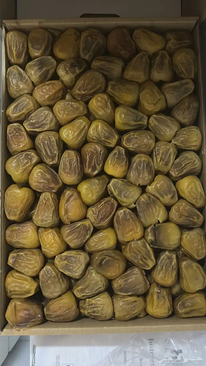 تمر سكري مفتل ملكي و جلكسي ملكي 2