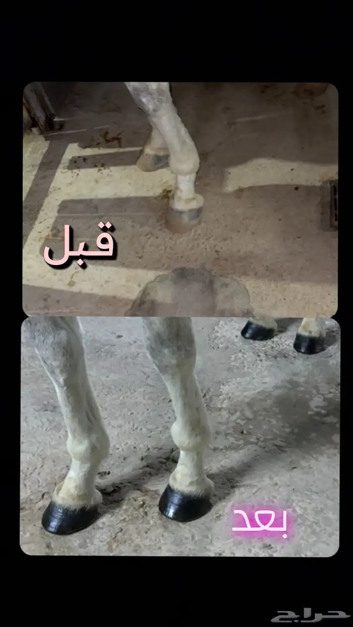 مقلم خيل الخرج و ضواحيها فقط 2