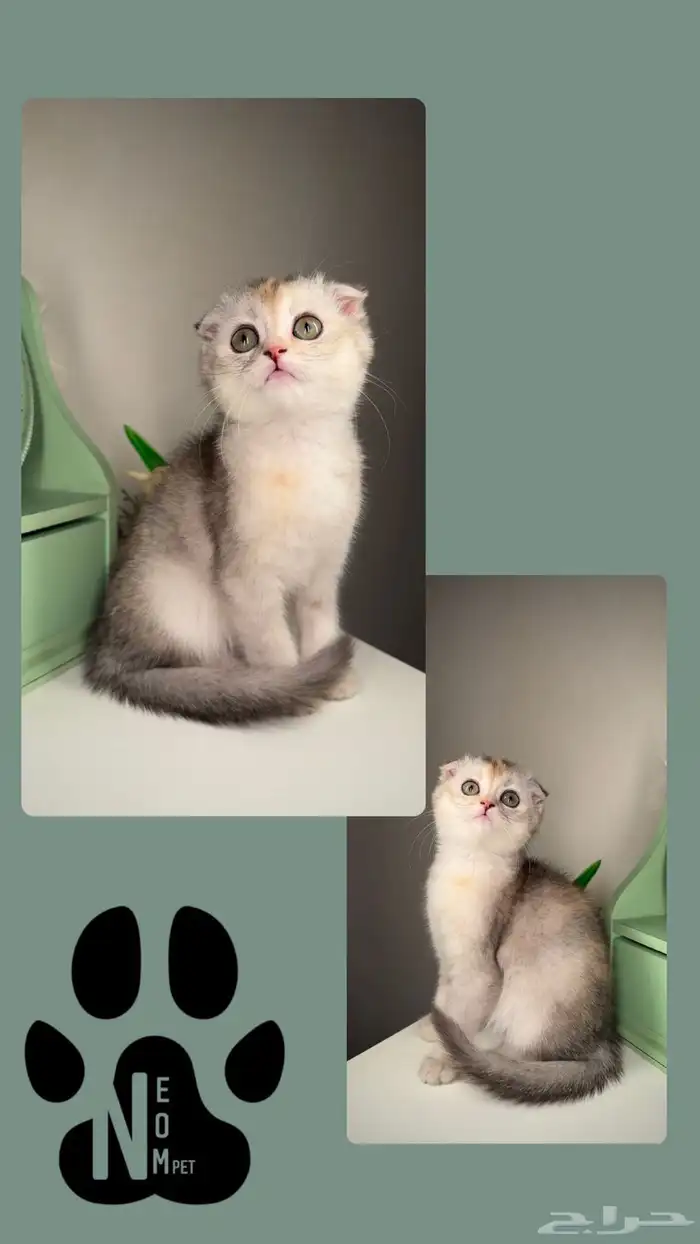 سكوتش فولد ستريت قط بريطاني انثى ذكر قطط صغيرة بسه قطه كيتن 7