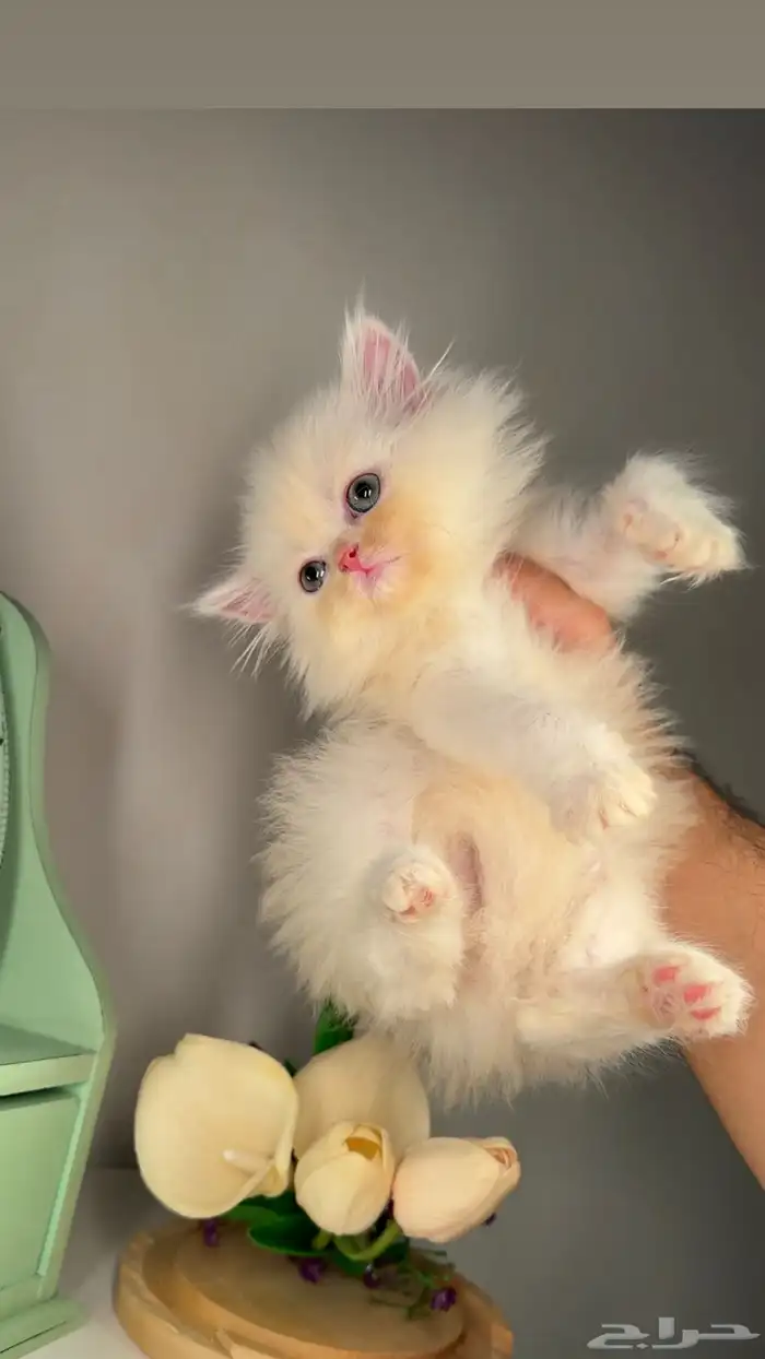 سكوتش فولد ستريت قط بريطاني انثى ذكر قطط صغيرة بسه قطه كيتن 0