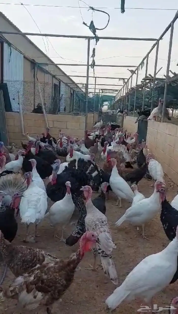 دجاج رومي بشائر وبياض وديوك رومي للذبح 4