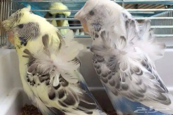 أزواج بادجي هوقو و انقلش 10