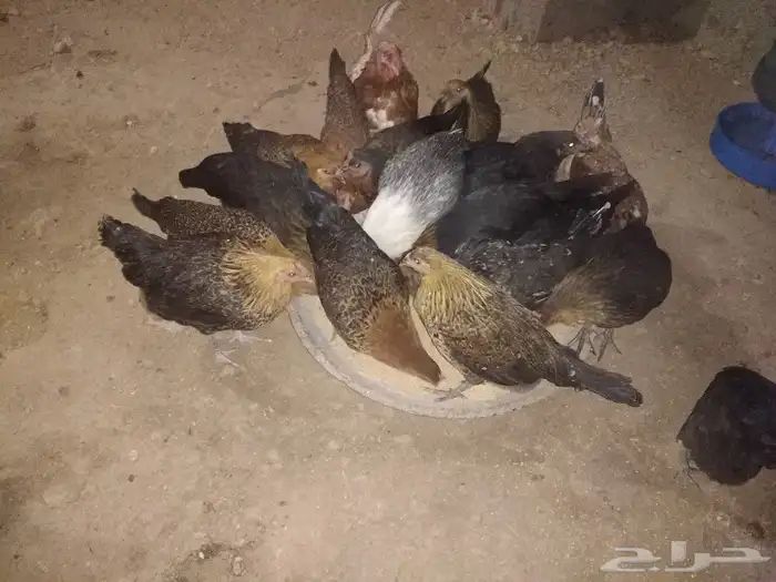 للبيع دجاج بلدي بياض 4