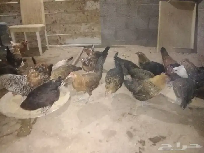 للبيع دجاج بلدي بياض 3