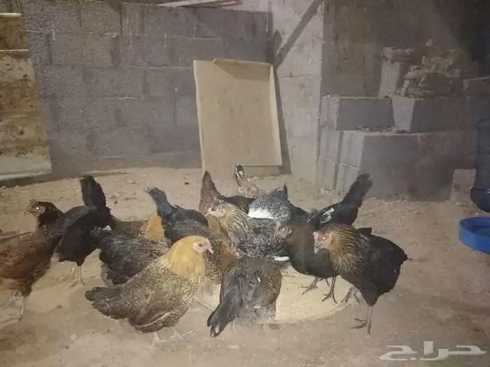 للبيع دجاج بلدي بياض 0