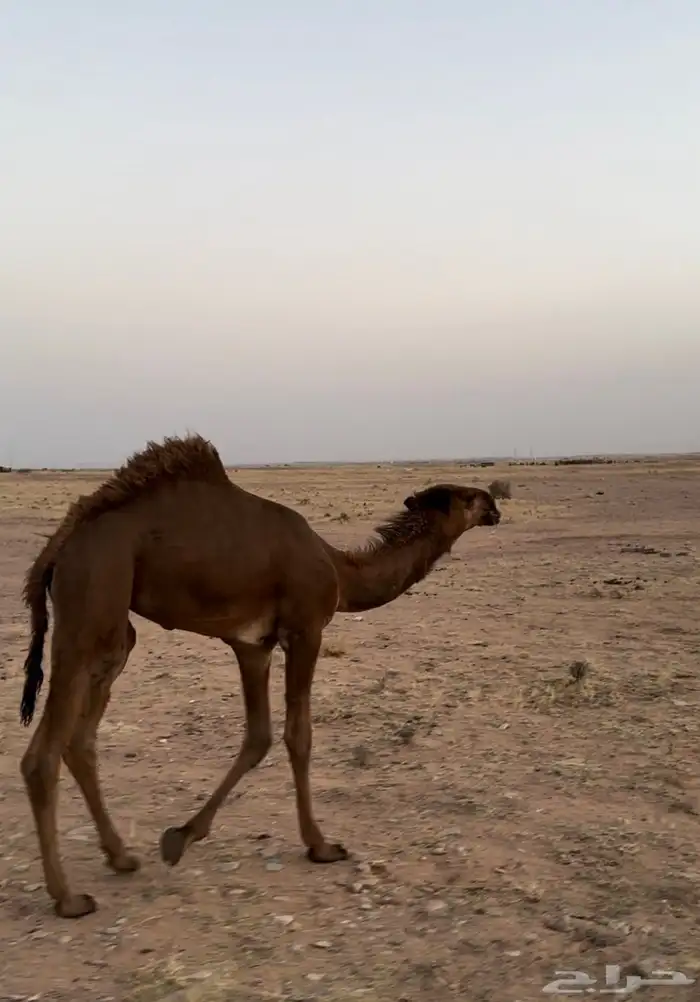 بكرة صفراء باتلية 0