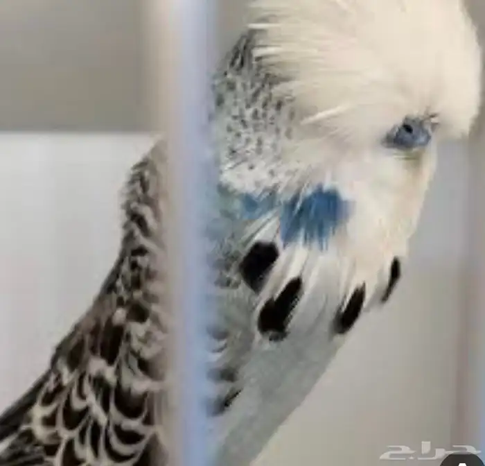 أزواج بادجي هوقو و انقلش 8