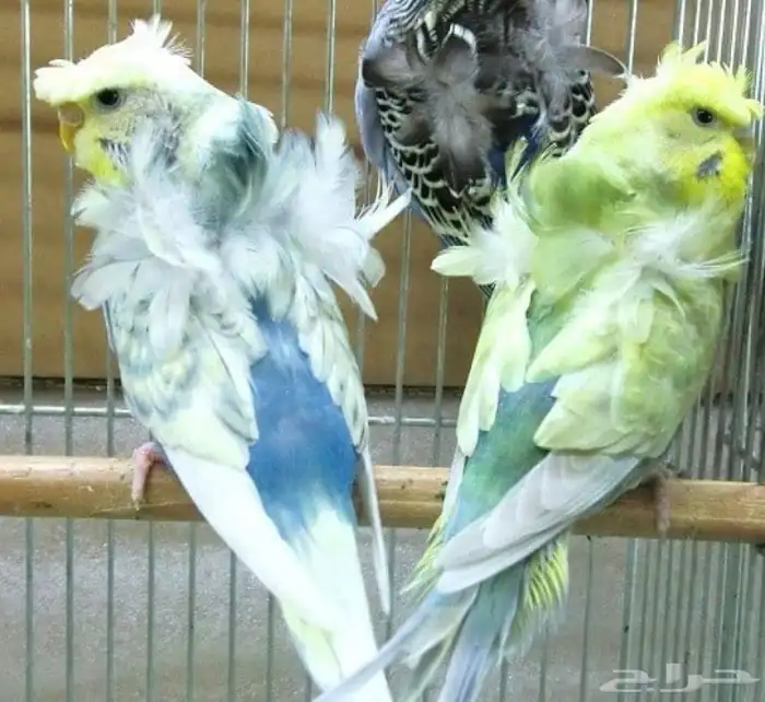 أزواج بادجي هوقو و انقلش 7