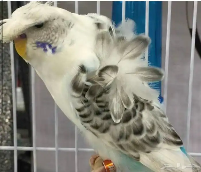 أزواج بادجي هوقو و انقلش 9