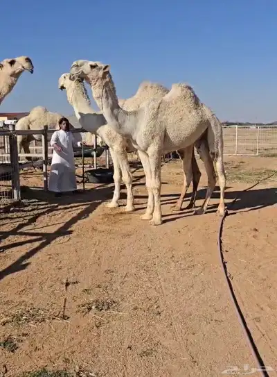 مشاريع فحول 5