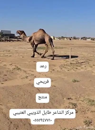 مشاريع فحول 6