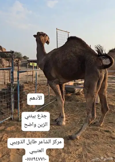 مشاريع فحول 0