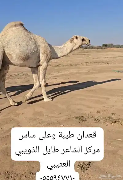 مشاريع فحول 4