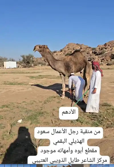 مشاريع فحول 2