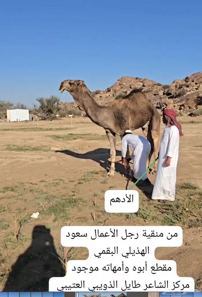 مشاريع فحول 2