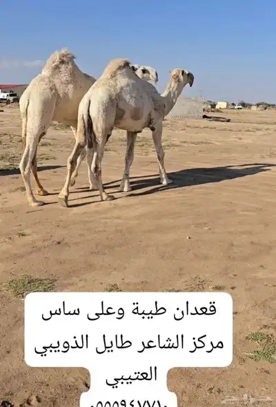 مشاريع فحول 3