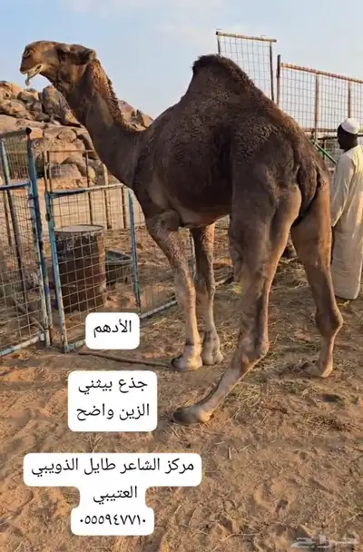 مشاريع فحول 1
