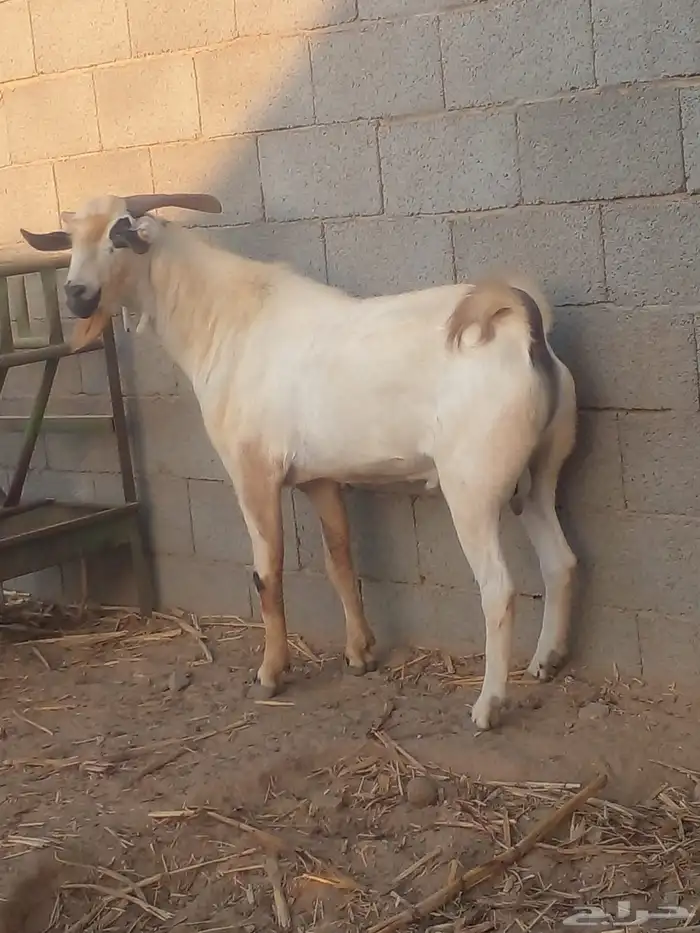 فحل بابوري بيور( تم البيع) 1