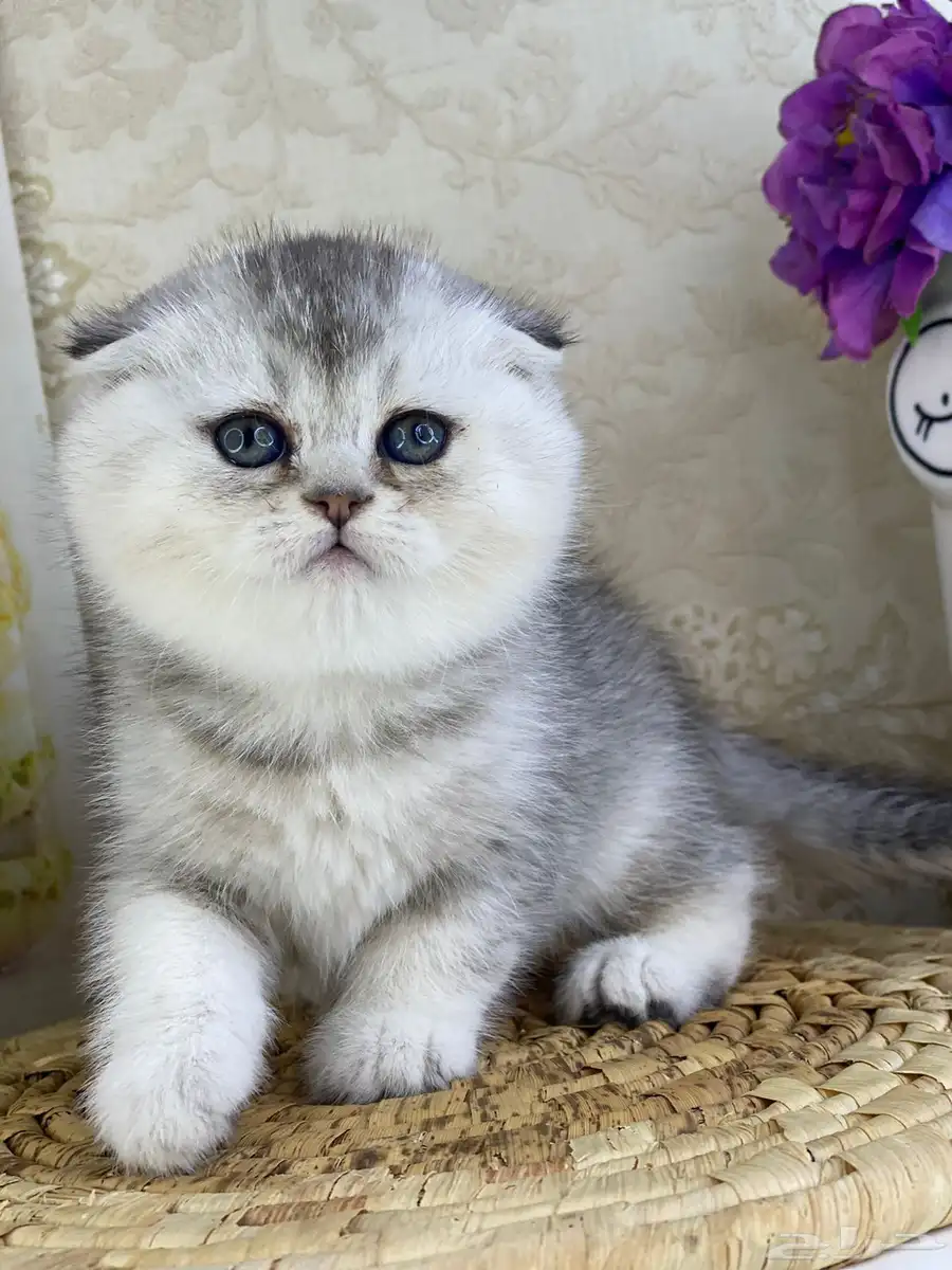 قطط صغيره سكوتش فولد قولد سكوتش فولد سلفر كيتن قطوه قطو 5