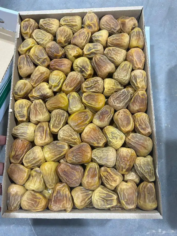 تمر سكري مفتل ملكي و جلكسي ملكي 11