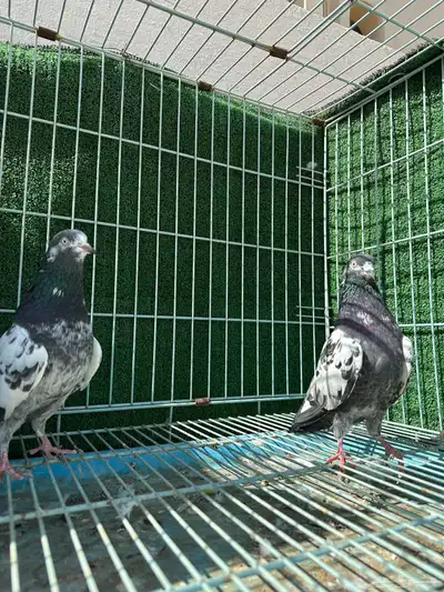 حمام باكستاني تيدي ( تم البيع ) 2