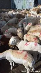 استيراد اغنام دوبر وصومالي وروماني وتنزاني ورفيدي 15