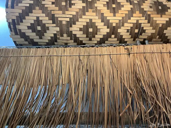 خيزران و شجر البامبو 4