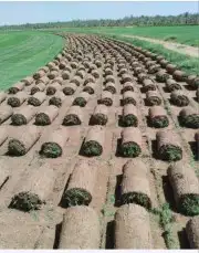 تنسيق حدائق ثيل طبيعي وتمديد شبكات الري 2