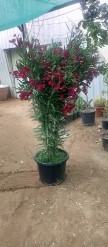 تنسيق حدائق ثيل طبيعي وتمديد شبكات الري 14